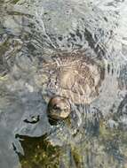 Image of Cat Island Freshwater Turtle