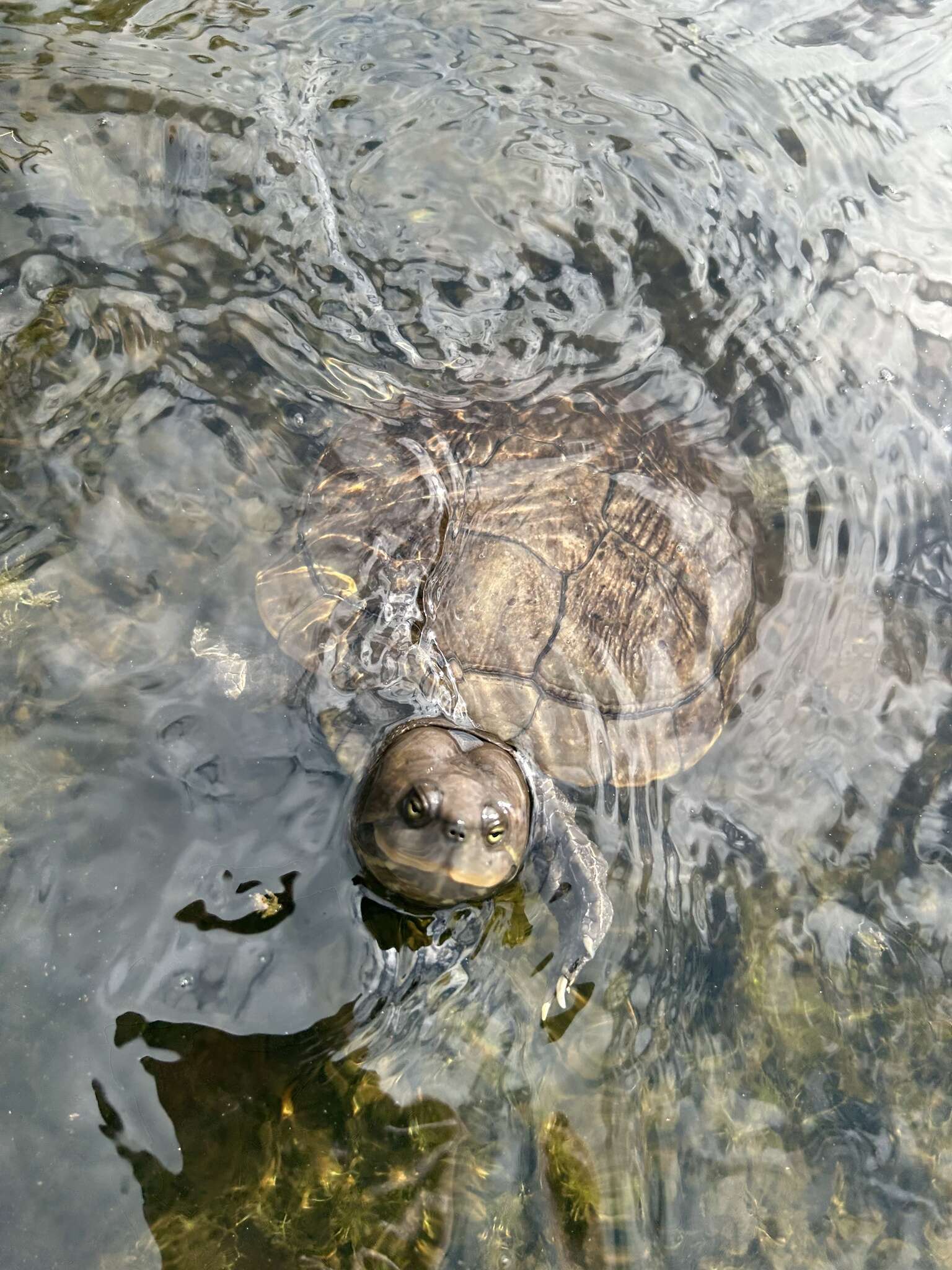 Image of Cat Island Freshwater Turtle