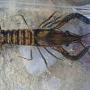 Image of Lagniappe Crayfish