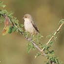 Image of Mouse-colored Penduline Tit