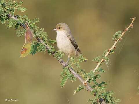 Image of Mouse-colored Penduline Tit