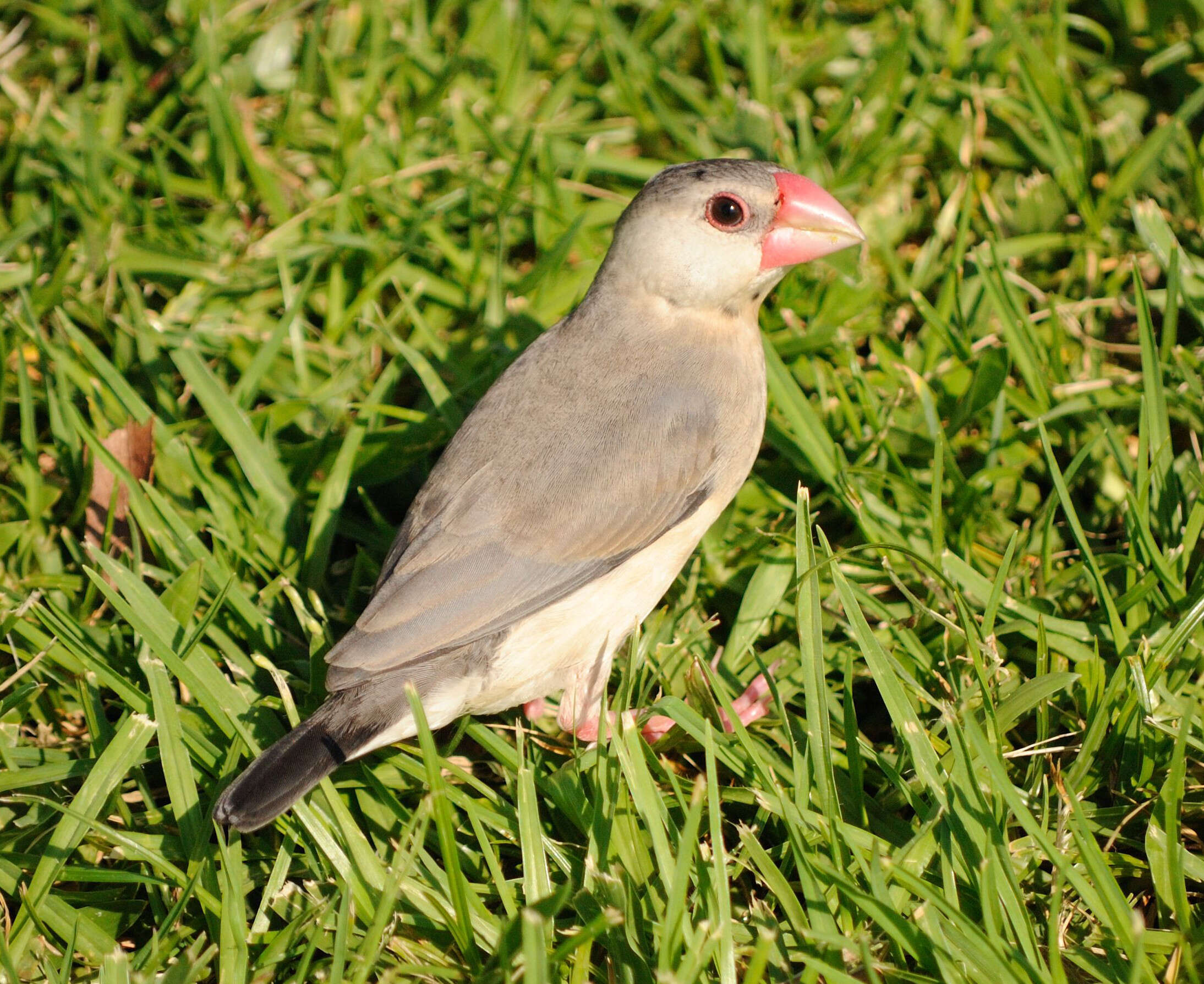 Image of Java Sparrow