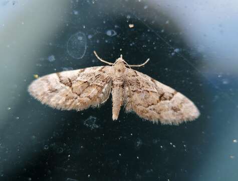 Imagem de Eupithecia lanceata Hübner 1826