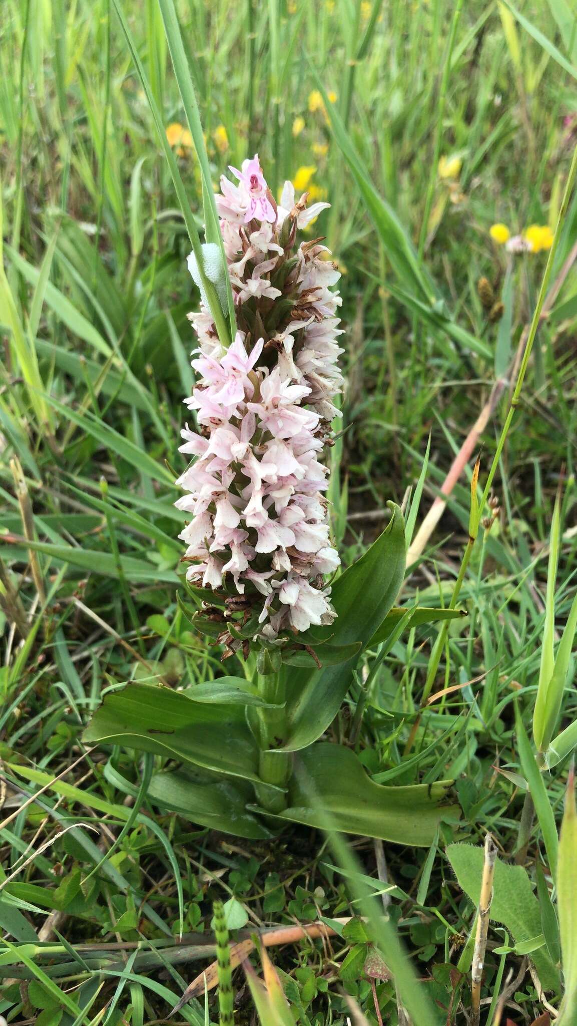 Dactylorhiza incarnata subsp. incarnata resmi