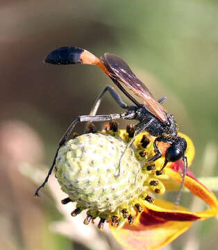 Слика од Ammophila placida F. Smith 1856