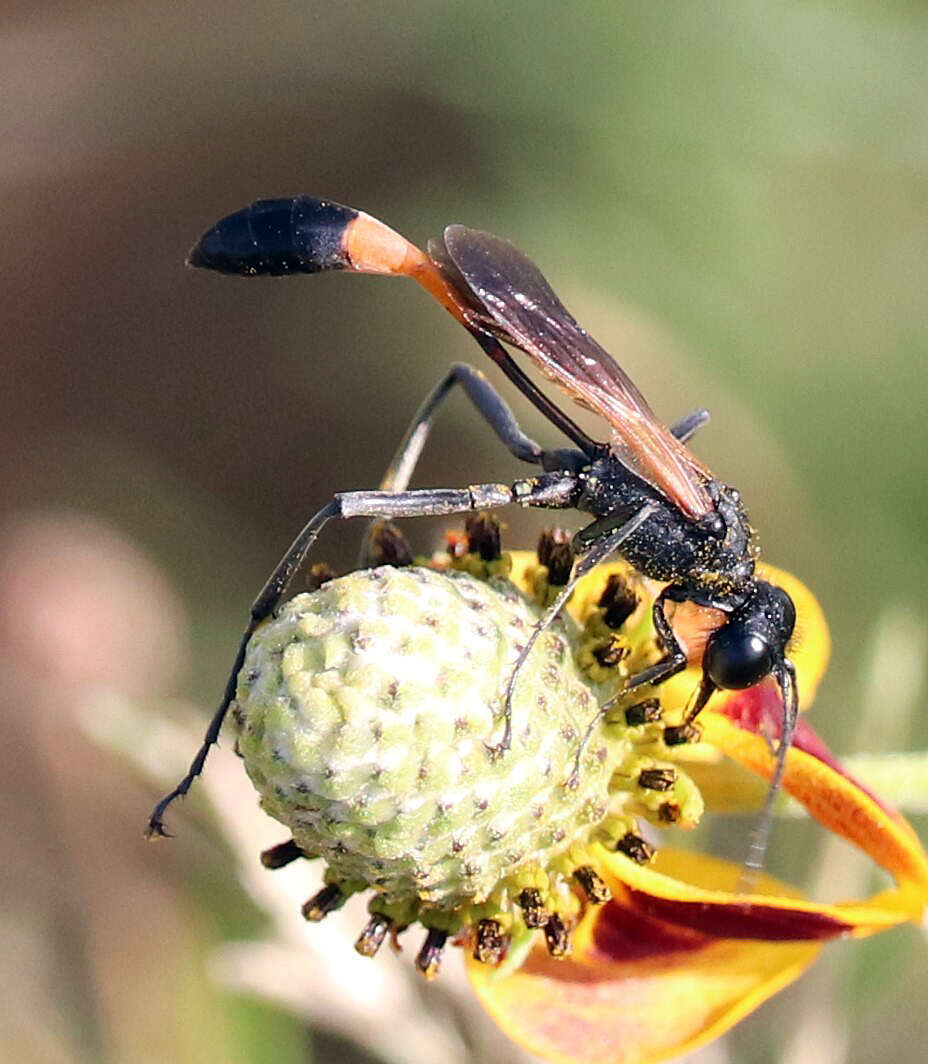 Image of Ammophila placida F. Smith 1856