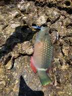 Image of Ringtail maori wrasse