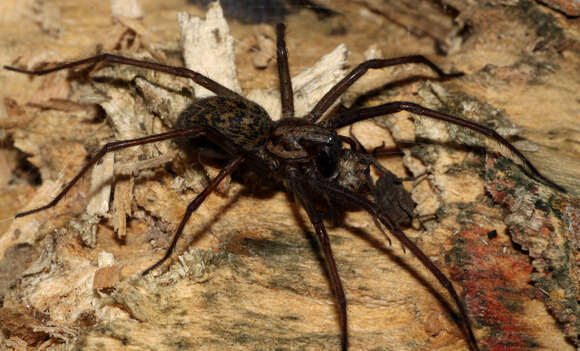 Image of Giant House Spider