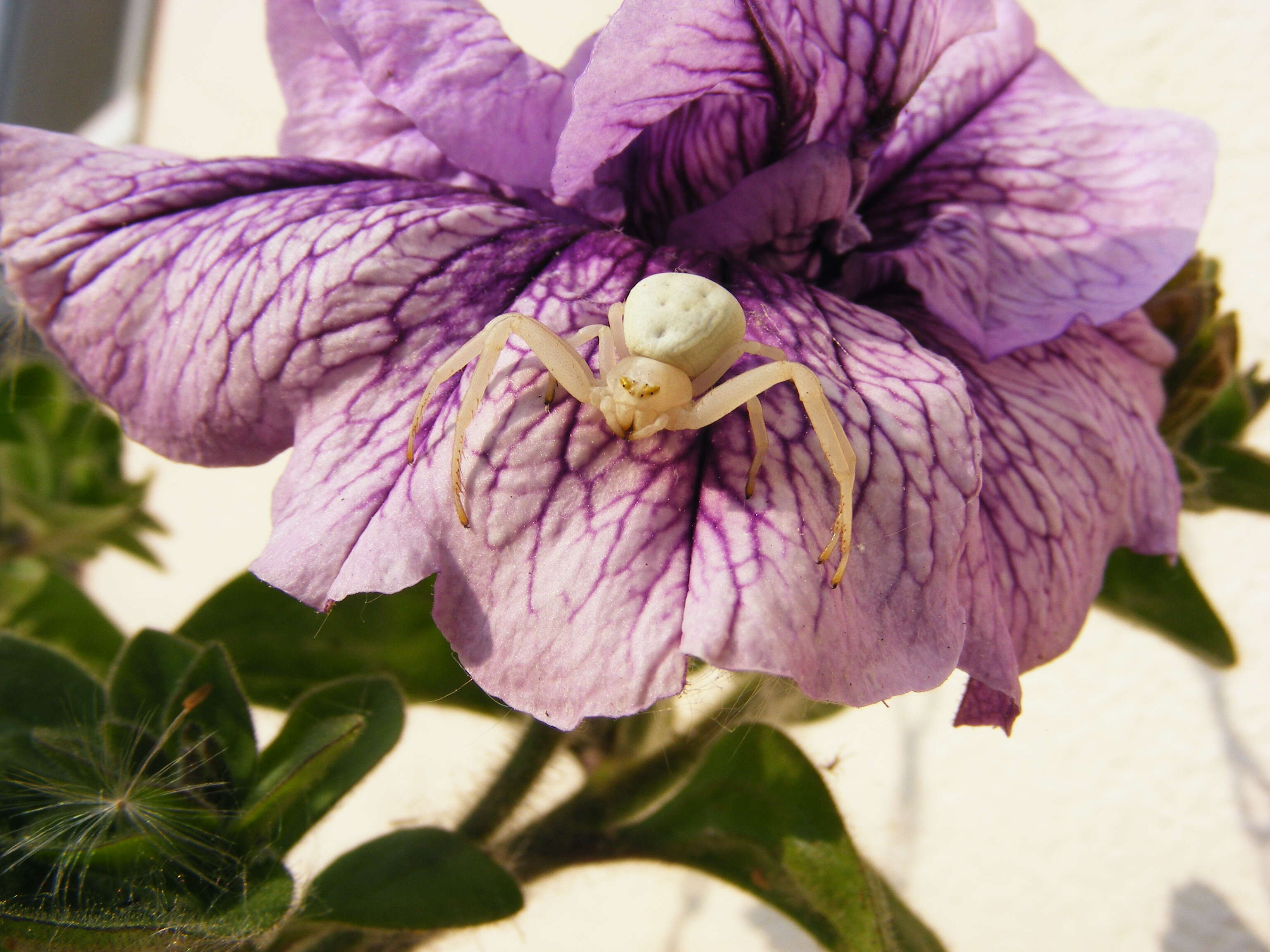 Image of Flower Crab Spiders