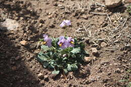 Image of Lycianthes peduncularis (Schltdl.) Bitter