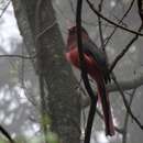 Image of Ward's Trogon