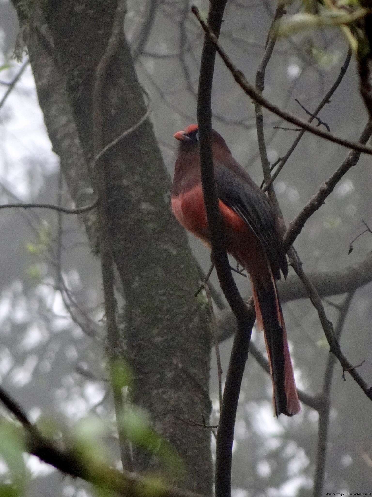 Image of Ward's Trogon