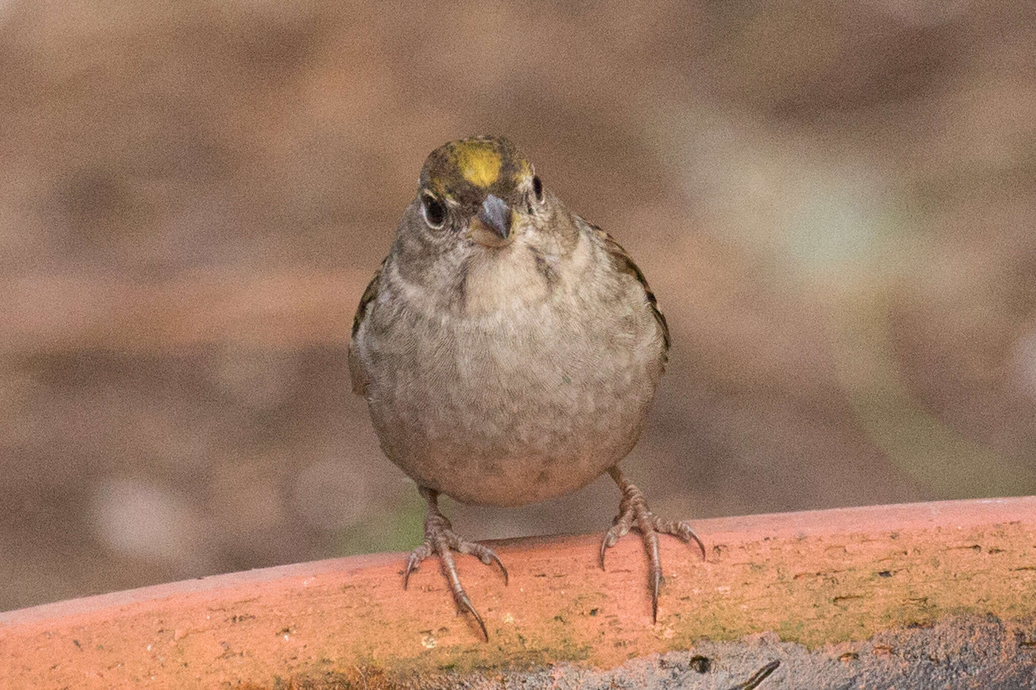 Image of Golden-crowned Sparrow