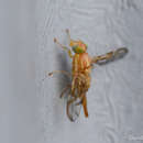Image of Mexican Fruit Fly