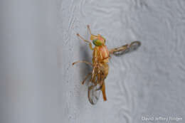 Image of Mexican Fruit Fly