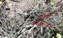 Image of Brittle Adromischus