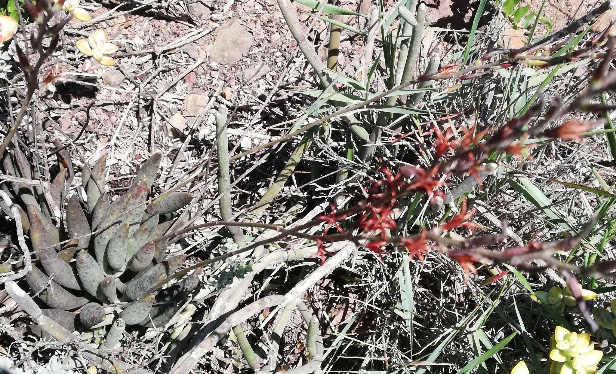 Image of Brittle Adromischus
