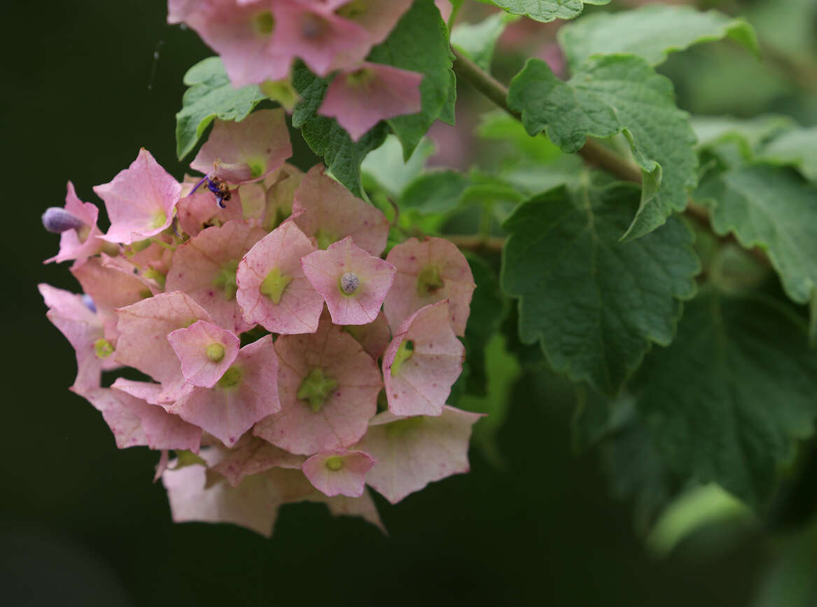 Image of Karomia speciosa (Hutch. & Corbishley) R. Fern.