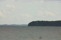 Image of Great Skua