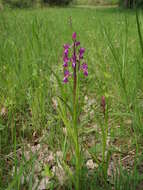 Anacamptis laxiflora (Lam.) R. M. Bateman, Pridgeon & M. W. Chase的圖片