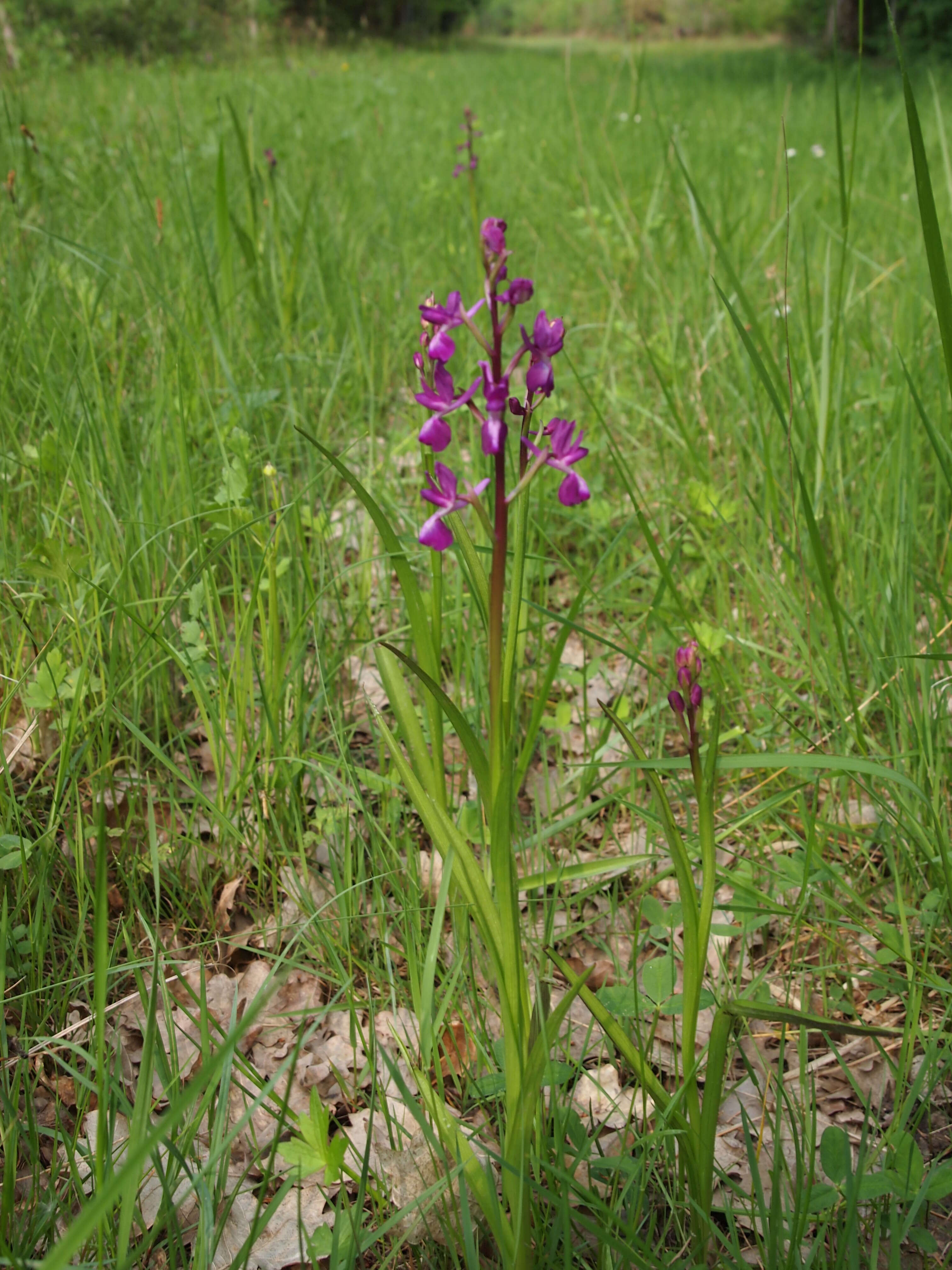 Anacamptis laxiflora (Lam.) R. M. Bateman, Pridgeon & M. W. Chase的圖片