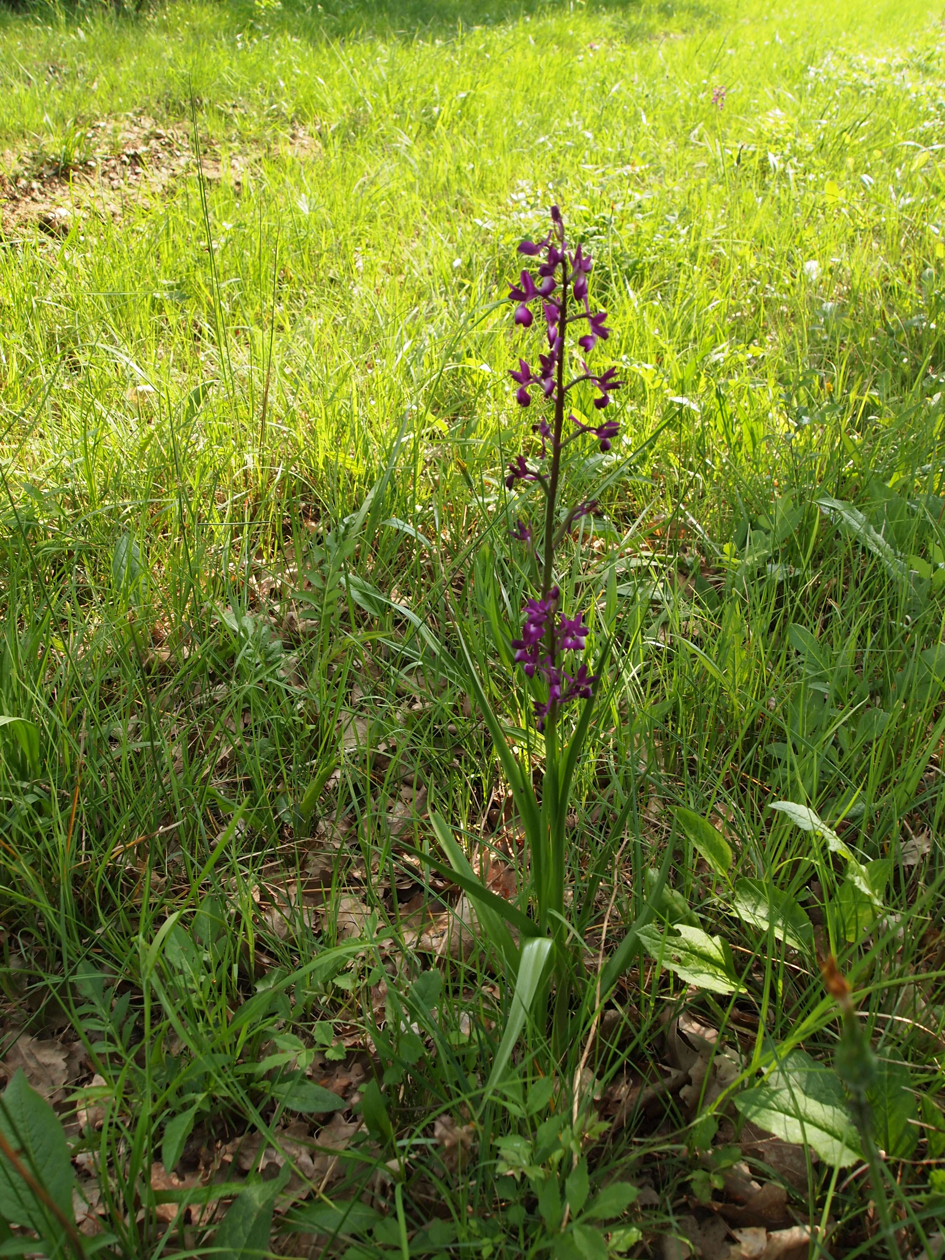 Anacamptis laxiflora (Lam.) R. M. Bateman, Pridgeon & M. W. Chase的圖片