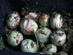 Image of kohlrabi