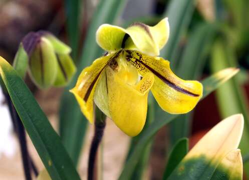 Image of Drury’s Paphiopedilum