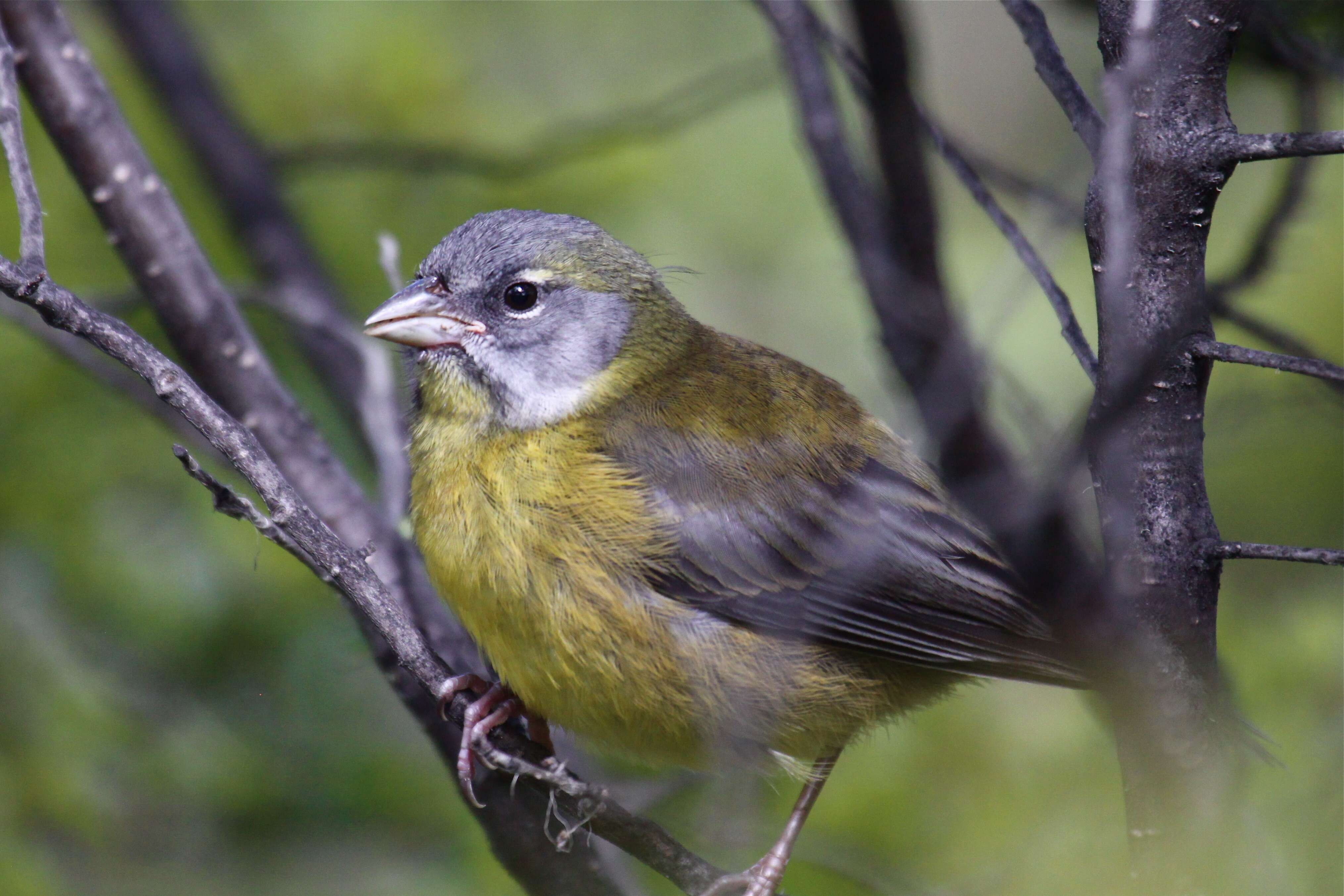 Image of Patagonian Sierra Finch