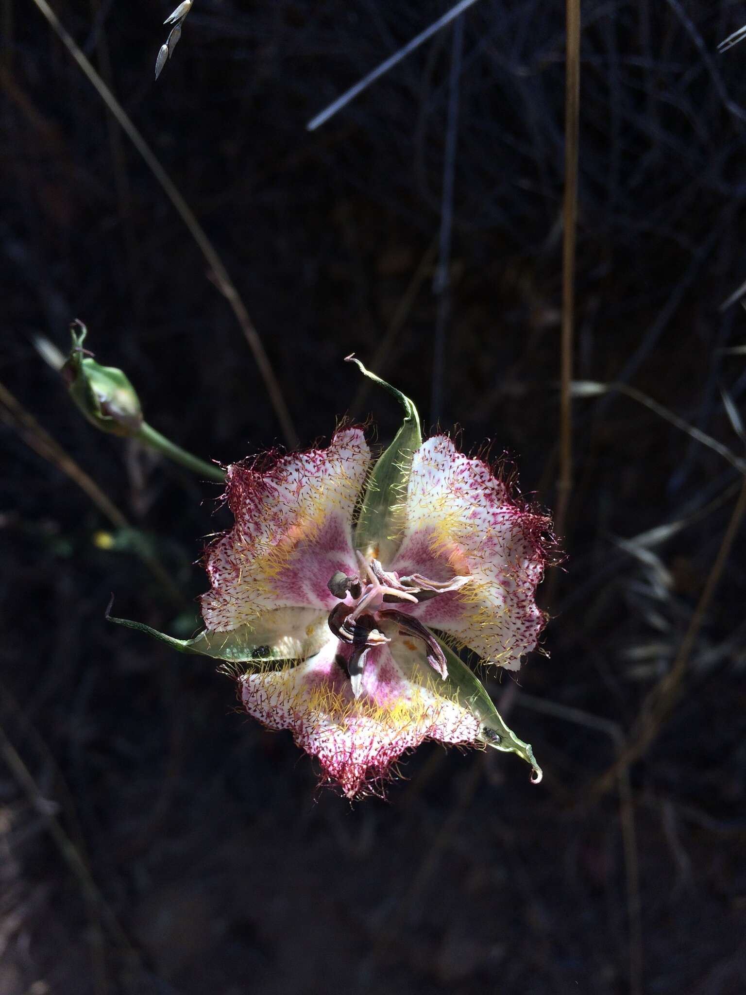 Calochortus fimbriatus H. P. McDonald resmi