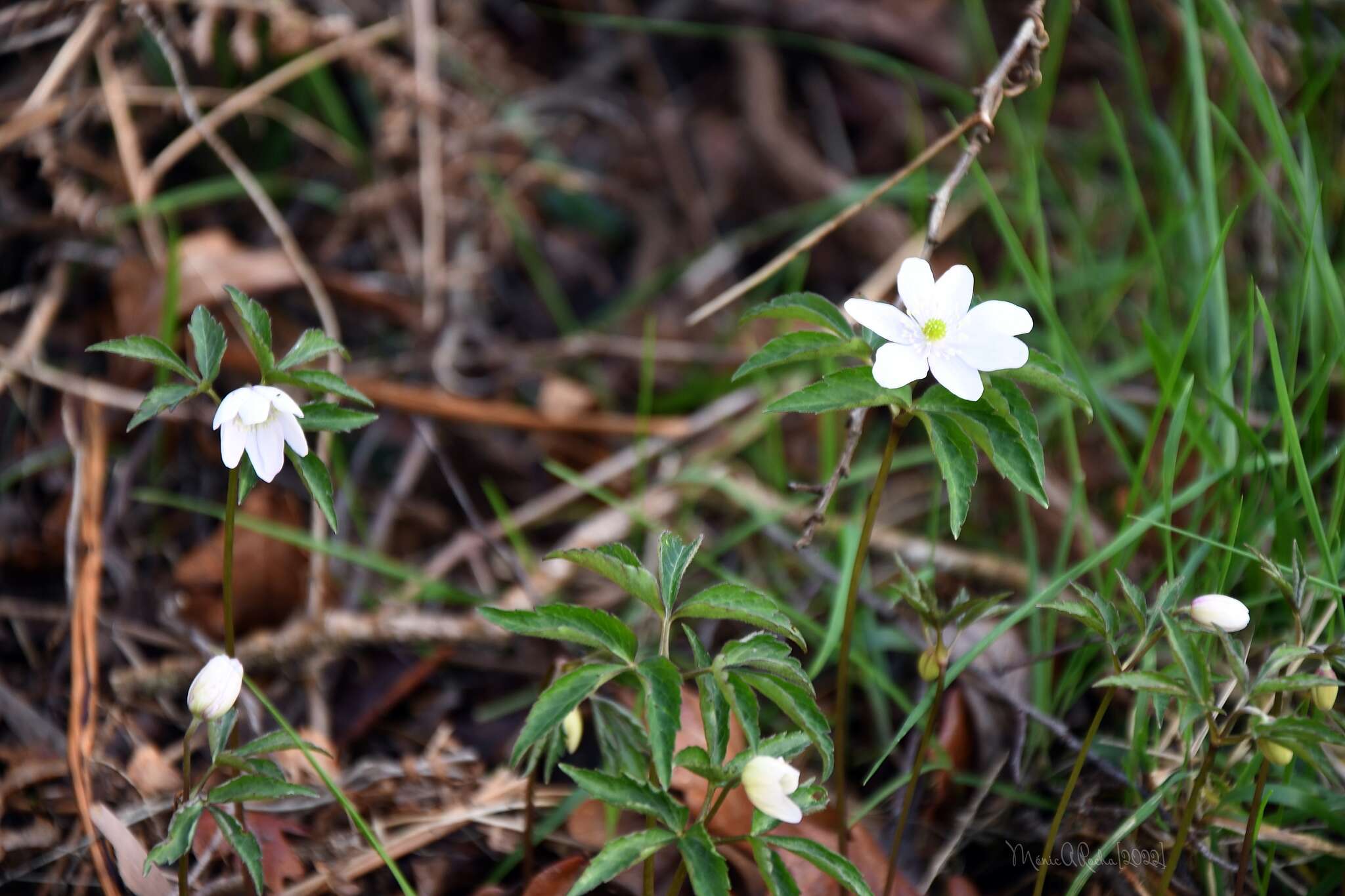 Plancia ëd Anemone trifolia subsp. albida (Mariz) Ulbr.