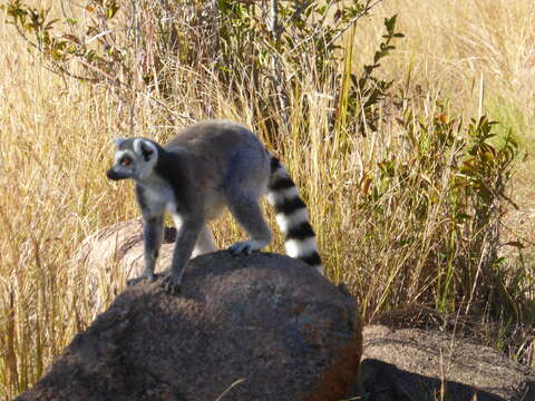 Слика од Lemur Linnaeus 1758