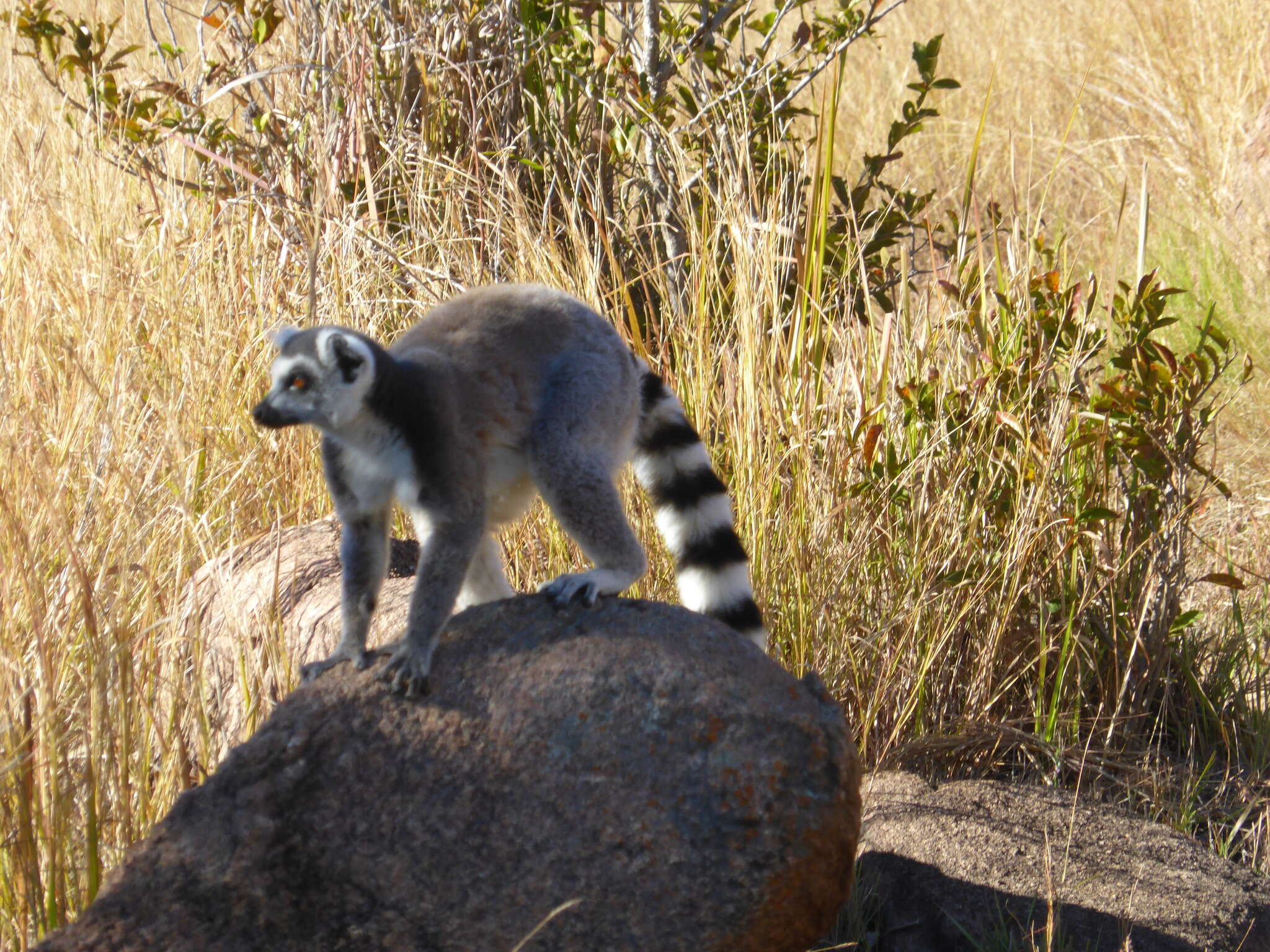 Image de Lemur Linnaeus 1758