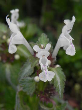 Image of Lamium bifidum Cirillo