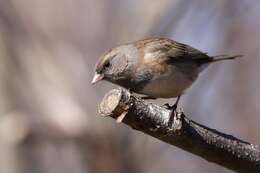 Image of juncos