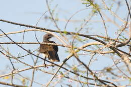 Image of White-bellied Chachalaca