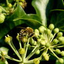 Plancia ëd Colletes hederae Schmidt & Westrich 1993