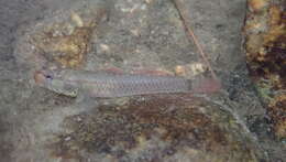 صورة Rhinogobius duospilus (Herre 1935)