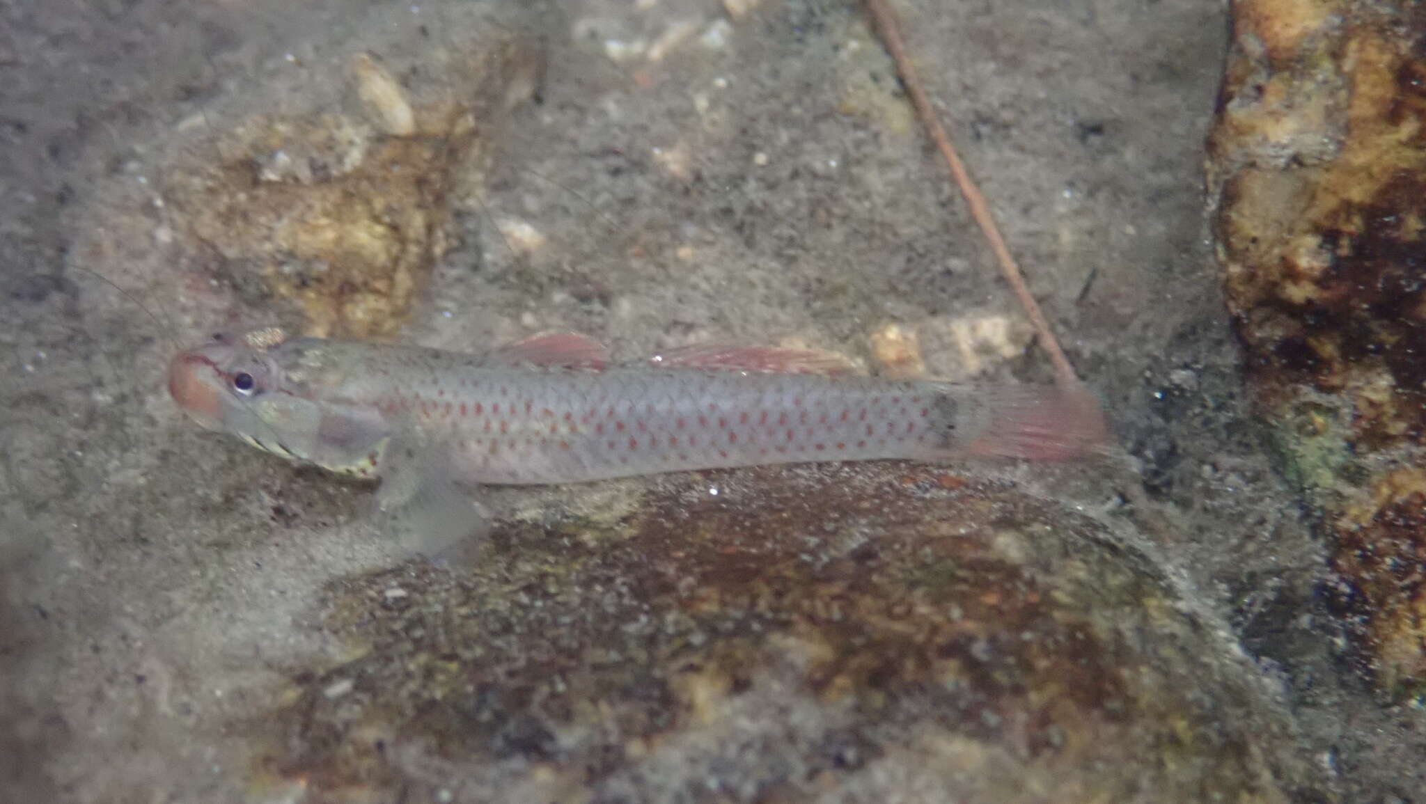 صورة Rhinogobius duospilus (Herre 1935)