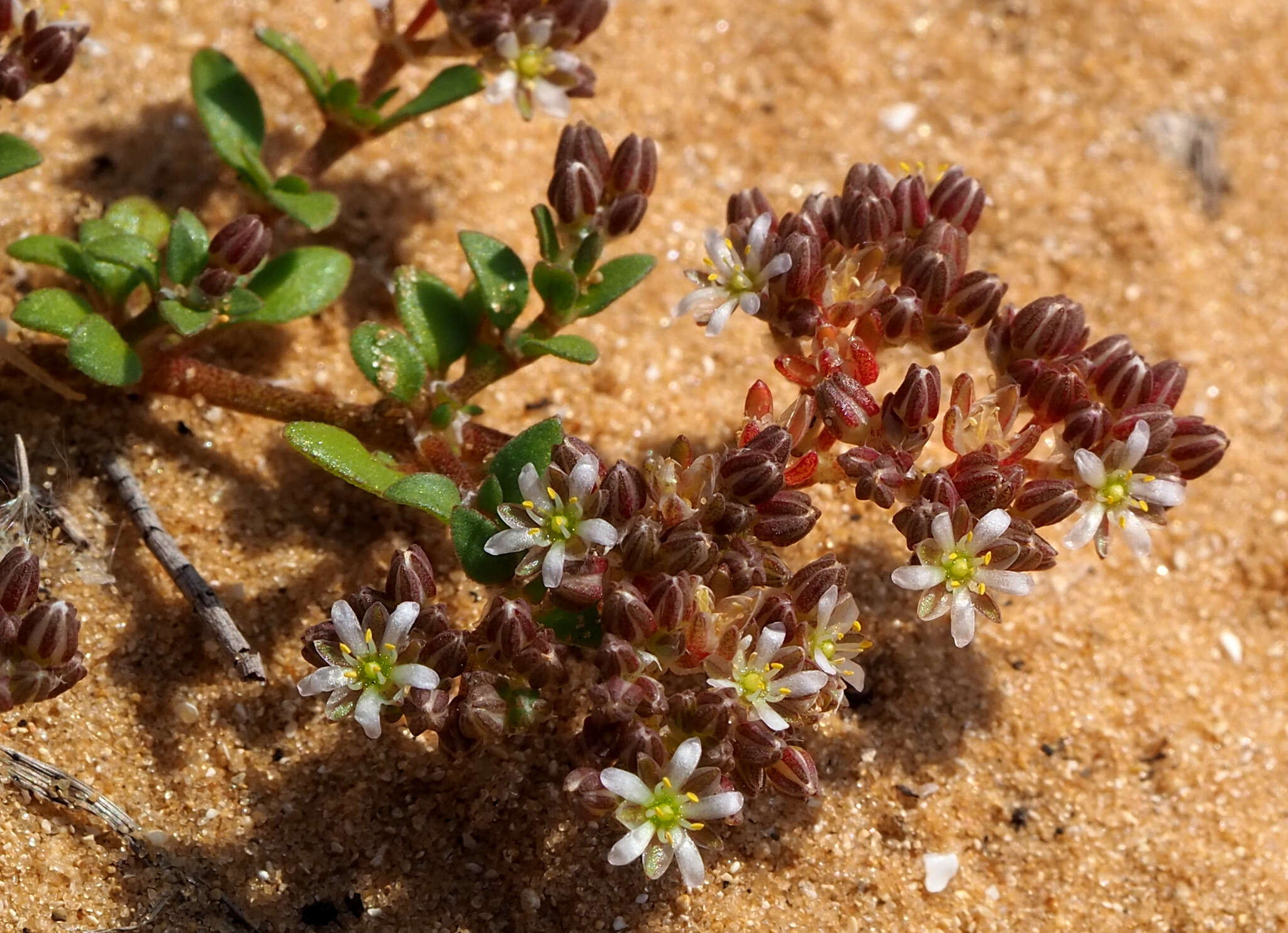 Imagem de Polycarpon succulentum (Del.) J. Gay