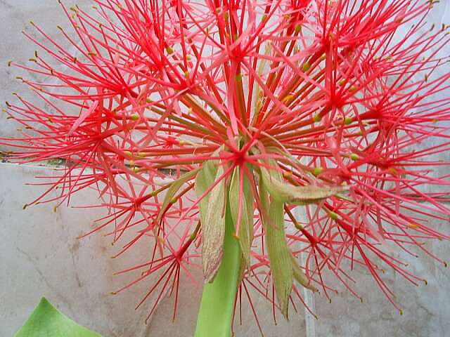 Imagem de Scadoxus multiflorus (Martyn) Raf.