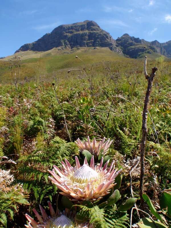 Imagem de Protea cynaroides (L.) L.