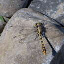 Image of Sinuous Snaketail