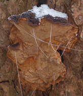 Image of Pine bracket