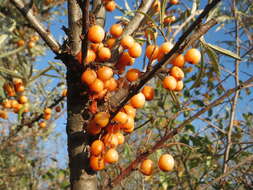 Imagem de Hippophae rhamnoides L.