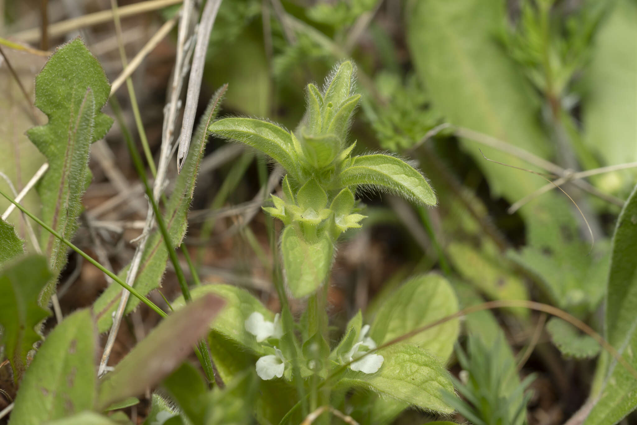 Image of Sideritis romana subsp. curvidens (Stapf) Holmboe