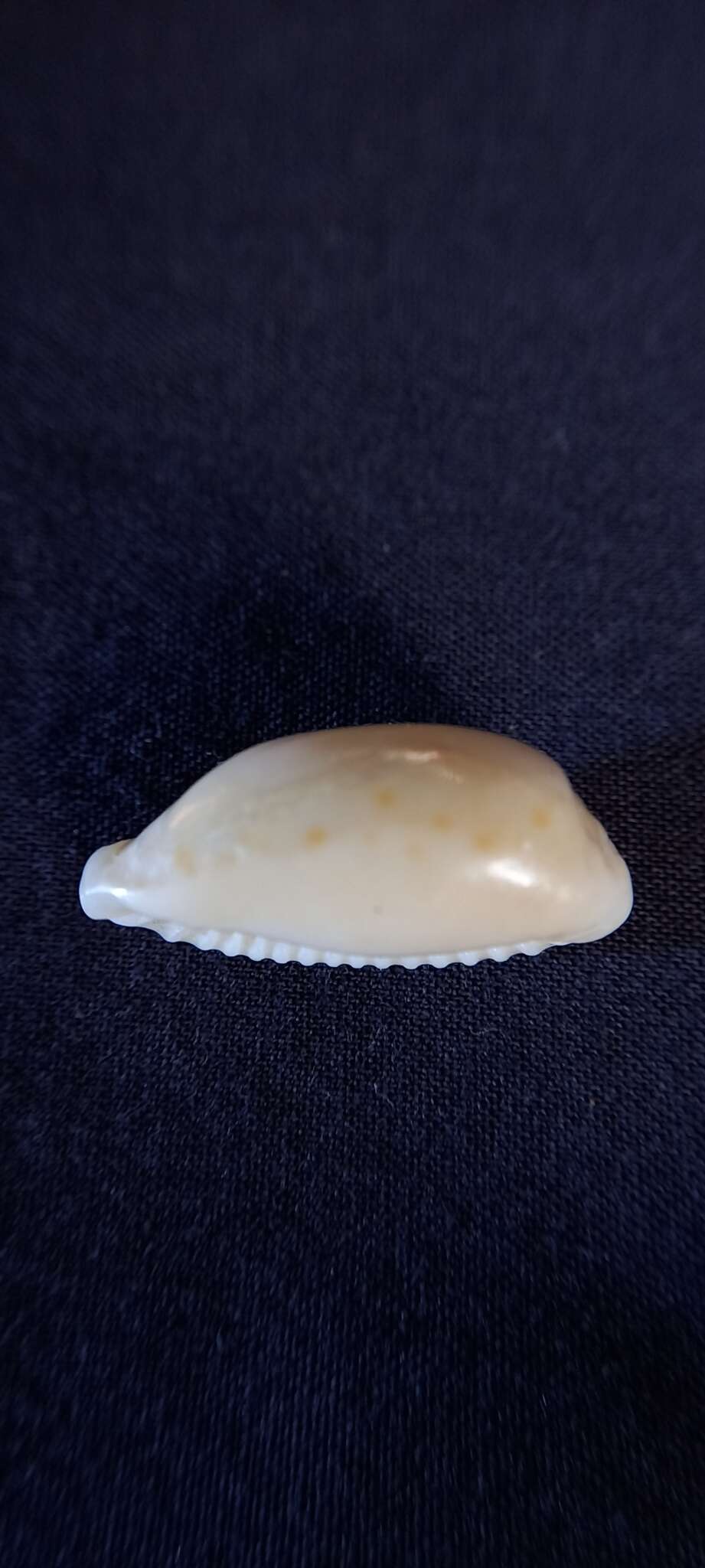 Image of separated cowry (from spurca and gangranosa)