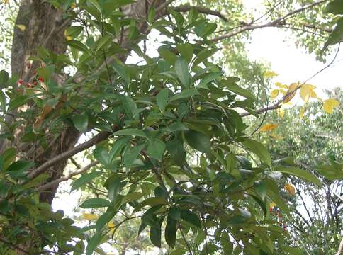 Image de Photinia glabra (Thunb.) Maxim.