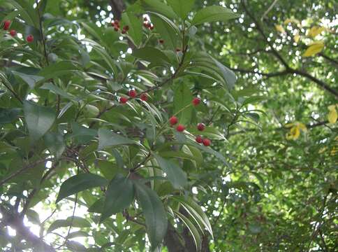 Plancia ëd Photinia glabra (Thunb.) Maxim.