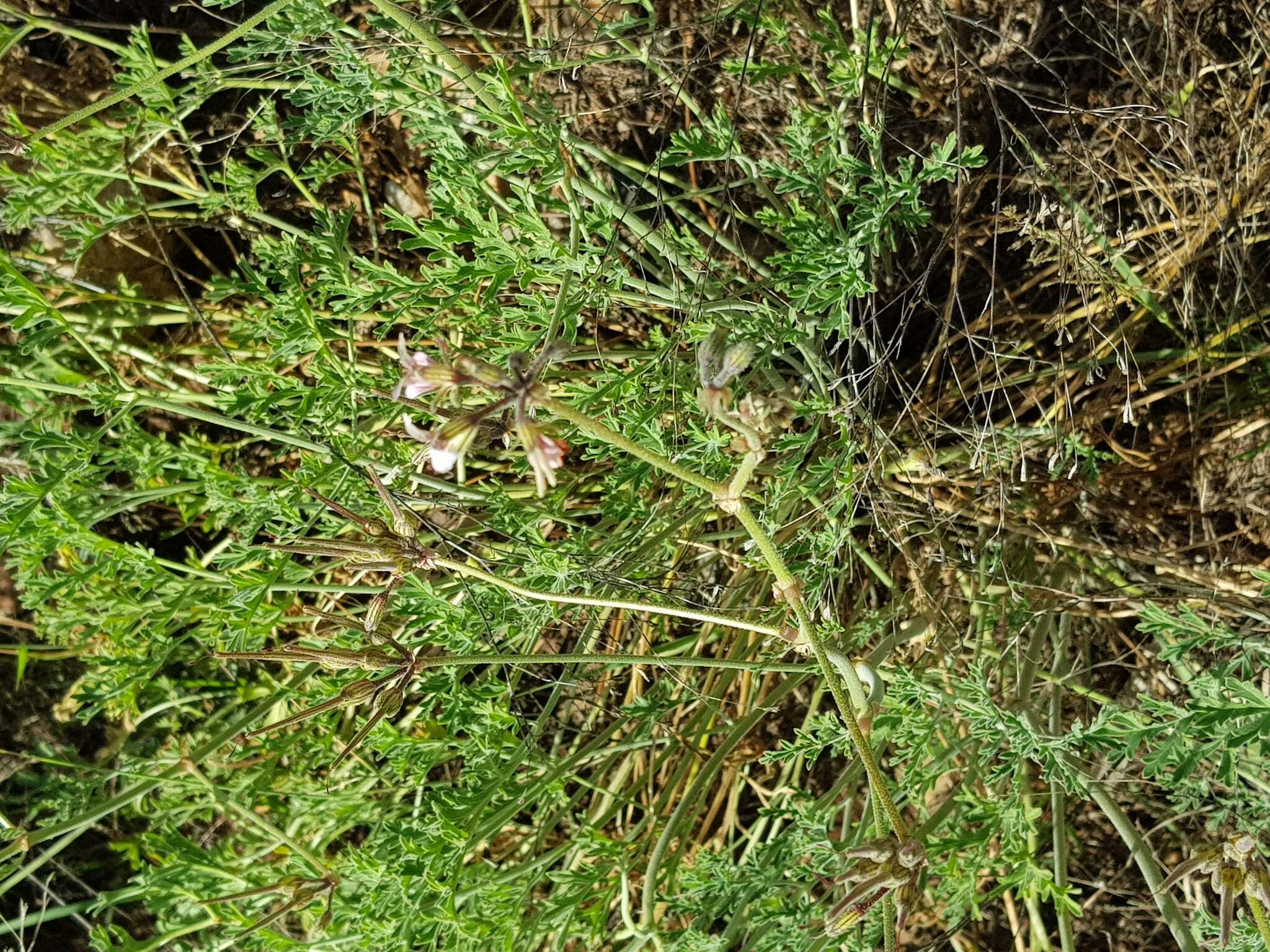 Image of Rock pelargonium